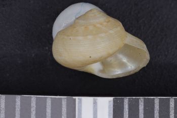 Media type: image;   Malacology 89661 Description: Image of dry shell. Photographed for a researcher request.;  Aspect: APT
